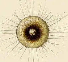 Axopodios en Phaeodaria