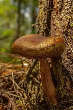 Aureoboletus projectellus (especie exótica)