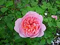 Rosa 'Abraham Darby'