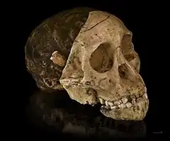 Réplica del cráneo del niño de Taung. El foramen magnum muestra la posición inferior habitual de los bípedos.