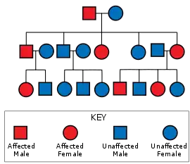 Diagram showing an father carrying the gene and an unaffected mother leading to some of their offspring being affected, those affected are also shown with some affected offspring, whilst those unaffected having no affected offspring