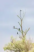 Cornejas grises (Corvus cornix).