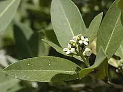 Avicennia germinans