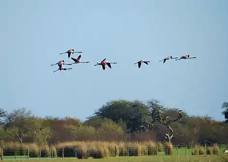 Flamencos en el Espinal Sanjaviernio