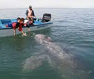 Observando una ballena gris