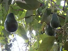 Aguacate (palta)