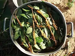 Ayahuasca y chacruna cocinando