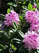 Azalea