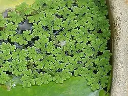 Figura 4.17. Azolla caroliniana.   Hábito.