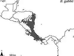 Distribución de B. gabbiiHelgen, K. M.; Pinto, M.; Kays, R.; Helgen, L.; Tsuchiya, M.; Quinn, A.; Wilson, D.; Maldonado, J. (15 de agosto de 2013). «Taxonomic revision of the olingos (Bassaricyon), with description of a new species, the Olinguito». ZooKeys 324: 1-83. doi:10.3897/zookeys.324.5827. 