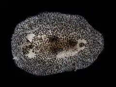 Onchidoris pusilla