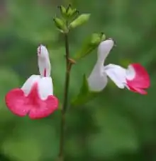 Salvia