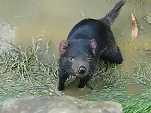 Sarcophilus harrisii.