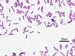 Imagen microscópica de Bacillus subtilis (ATCC 6633). Tinción de Gram, ampliación: 1.000. Las estructuras ovaladas no teñidas son esporas.