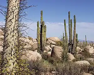 Desierto sin lluvias,Cataviñá, Baja California