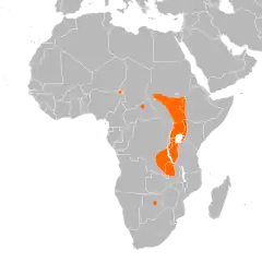 Distribución del picozapato