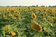 Girasol en Balatonmagyaród, Zala