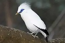 Bali Starling en el aviario del Parque de Hong Kong