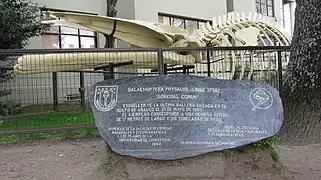 Esqueleto de la última ballena de aleta