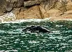 Rorcual común (Balaenoptera physalus), Bahía de la Resurrección.