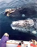 Ballenas francas australes frente a la Península Valdés