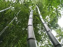 Phyllostachys nigra