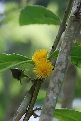 Flores y frutos del Palo de Ramón, (nombre científico: Banara vanderbiltii)