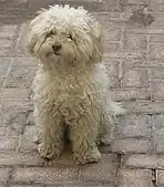 Bichon Frisé