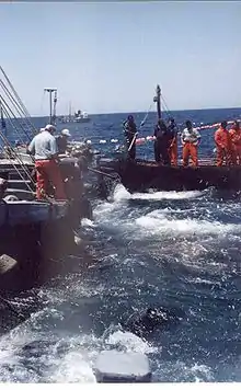 Pesca artesanal tradicional del atún con almadraba en Barbate.