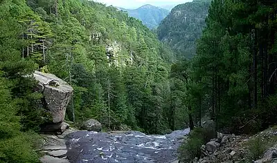 Bosque de coníferas,Mexiquillo, Durango