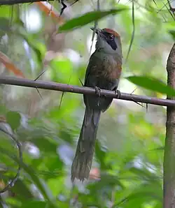 Baryphthengus ruficapillus Rufous-capped Motmot