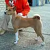 Basenji(R.D. Congo)