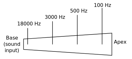 Esquema simplificado de la membrana basilar, mostrando el cambio en la frecuencia característica de la base al ápice.