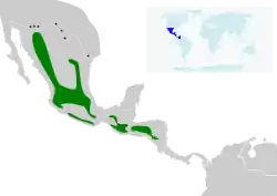 Distribución de Basilinna leucotis