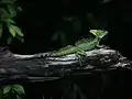 Basilisco verde macho en su hábitat natural en Costa Rica.