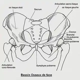 Huesos de la pelvis en español