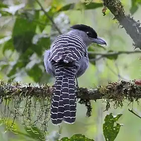 Batará gigante (macho) en Parque Estadual Intervales - SP - Brasil