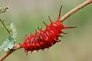 Battus philenor, oruga, morfo de baja temperatura