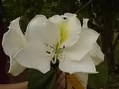 Bauhinia variegata 'Candida'