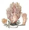 Ilustración de Ramaria corralloides purpurea, Beata Ruris Otia Fungis Danicis Impensa