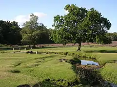 El río Beaulieu en Longwater Lawn