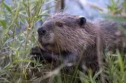 Castor (familia Castoridae)