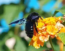 Abejorro carpintero europeo (X. violacea) en flor de Lantana camara