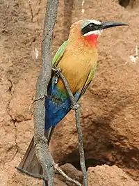 Abejaruco frentiblanco