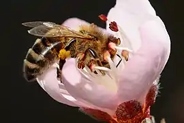 Abeja doméstica, Apis mellifera en Prunus persica