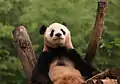 panda