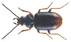 Bembidion guttula