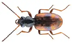 Bembidion articulatum