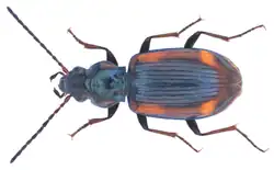 Bembidion bruxellense