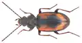 Bembidion femoratum